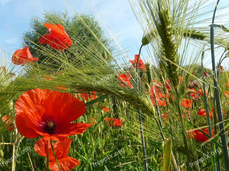 Poppy Red Poppy Bloom Mohngewaechs Nature