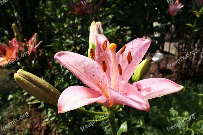 Garden Lily Flower Blossom Bloom