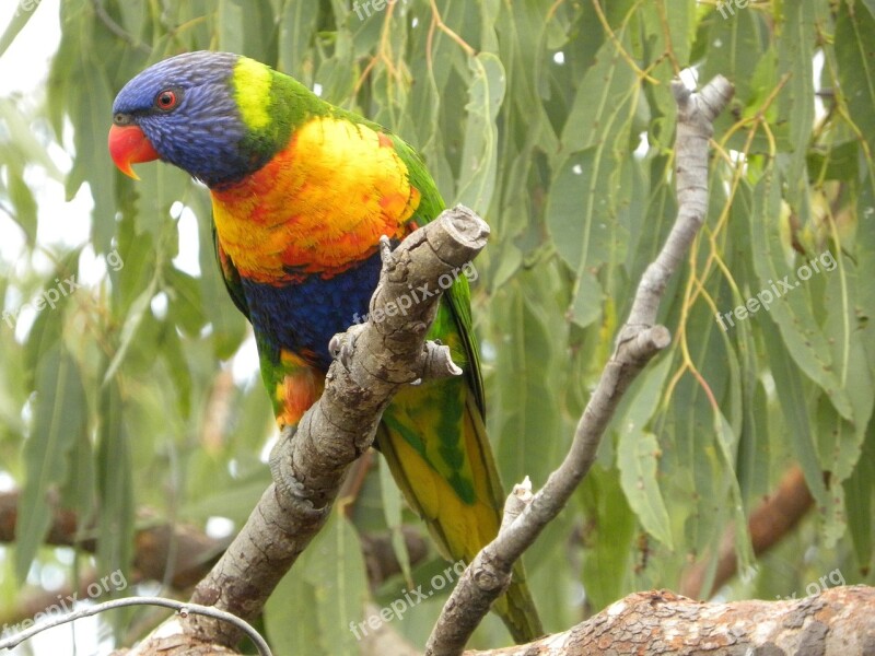 Rainbow Lorikeet Trichoglossus Moluccanus Birds Wildlife Parrot