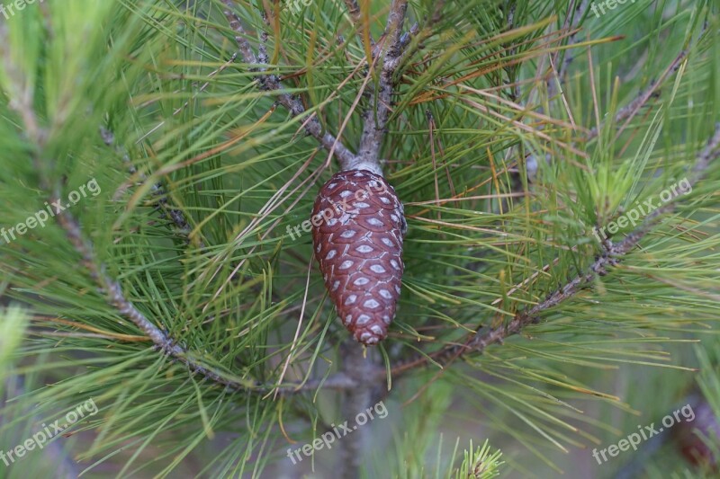 Pine Tree Tap Needles Green