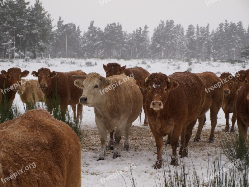 Cow Herd Cattle Field Agriculture