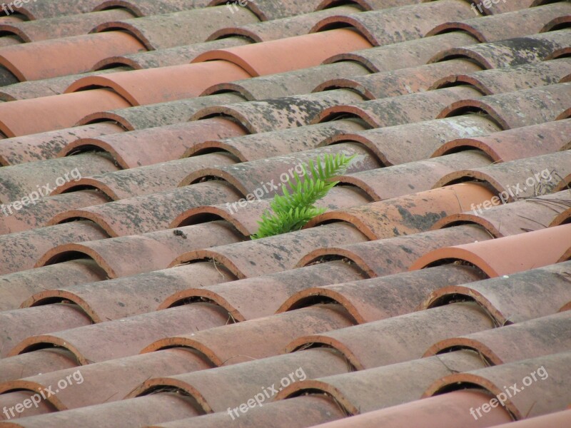 Roof Texas Pine Branch Catalonia