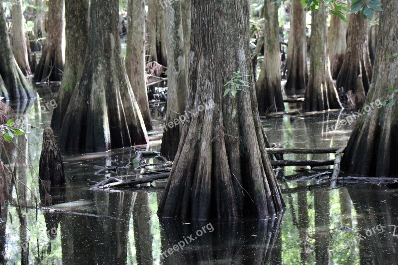 Swamp Florida Cypress Trees Water Scenic