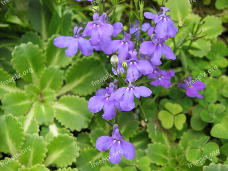 Lobelia Flowers Blue Clovers Free Photos