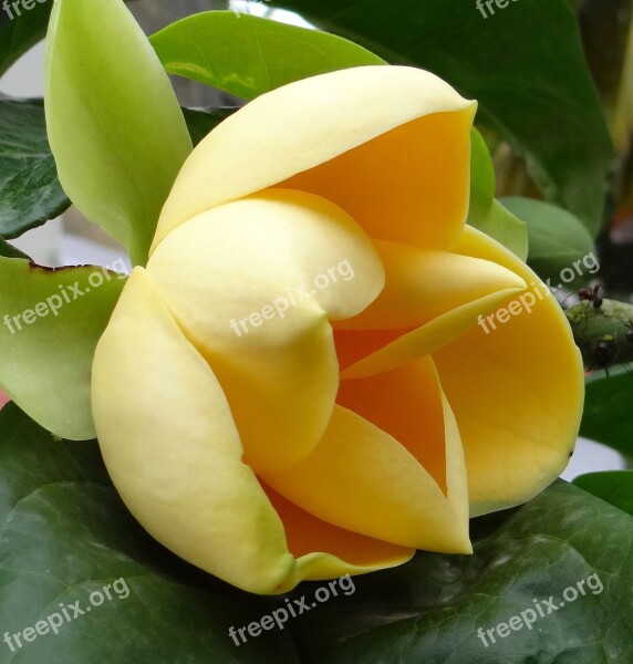 Egg Magnolia Magnolia Liliifera Flower Tropical Bloom