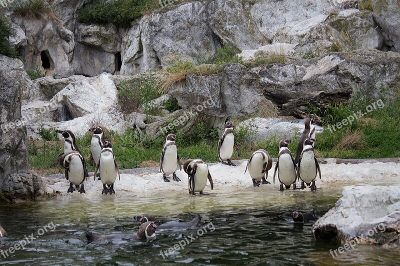 Penguins Animals Humboldt Penguin Zoo Bird