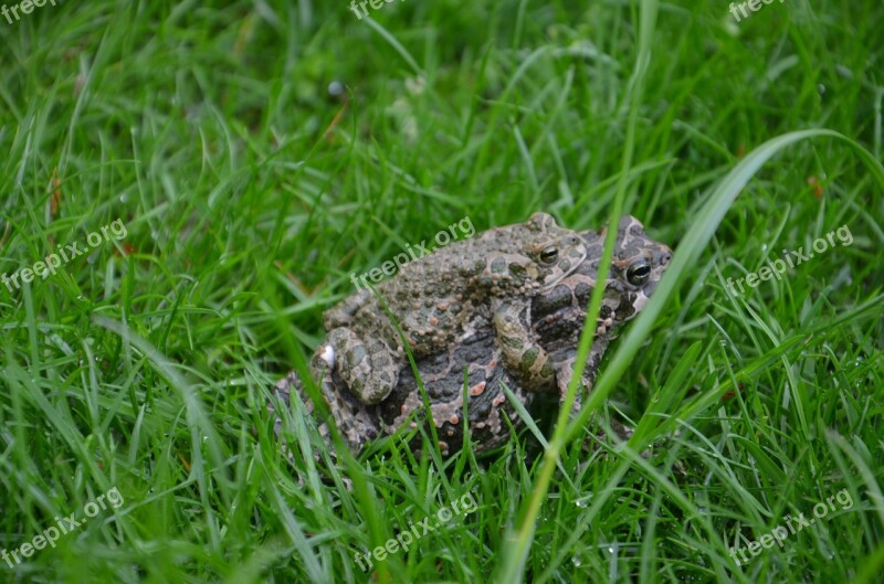 Toads Grass Love Green Meadow