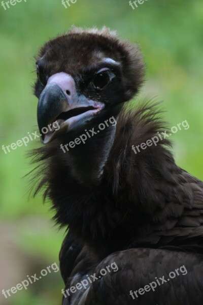 Vulture Bird Bird Of Prey Animal Predator