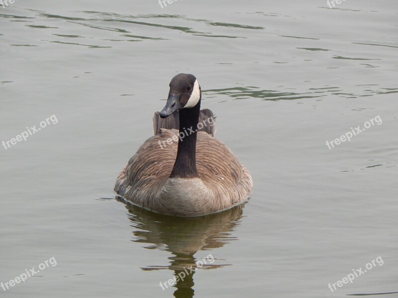 Canada Goose Waterfowl Nature Water Lake