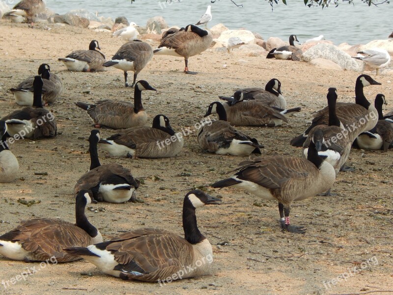 Canada Geese Birds Geese Canada Waterfowl