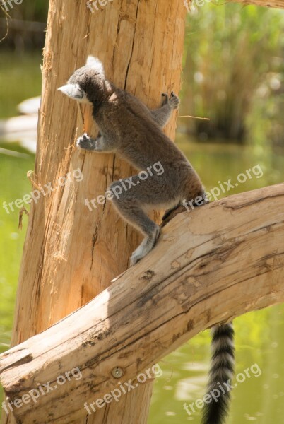 Ring Tailed Lemur Eye Lemur Catta Face Madagascar