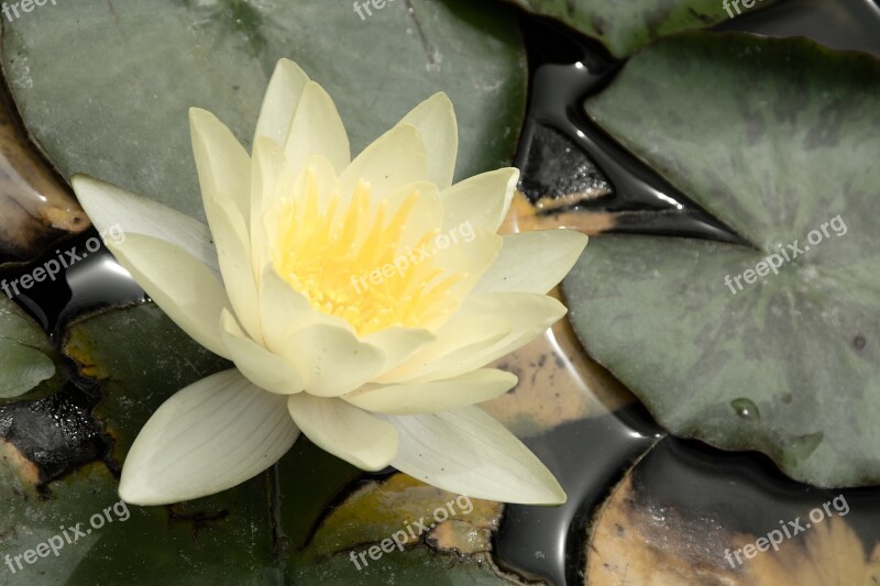 Water Lotus Aquatic Plant Water Lily Nature