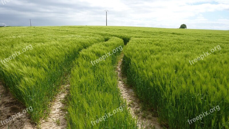 Green Winding Tracks Wheat Field Countryside Free Photos