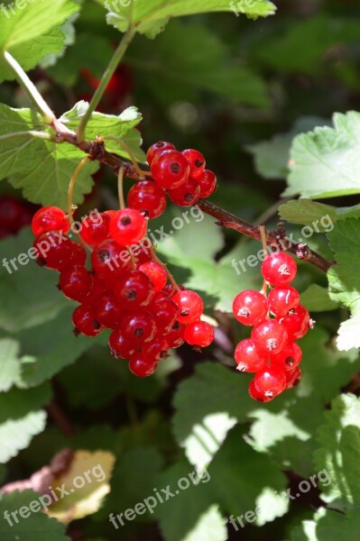 Currants Red Garden Fruits Free Photos