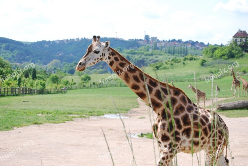 Giraffe The Prague Zoo Animal Free Photos