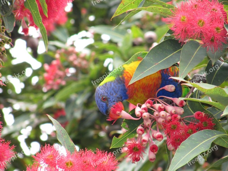 Rosella Bird Eat Colorful Australia