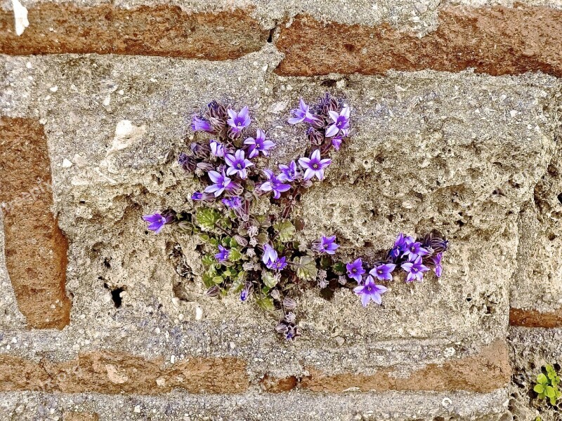 Flowers Ruins Stone Wall Old