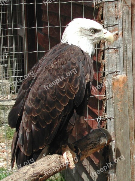 Raptor Eagle Bald Eagle Free Photos