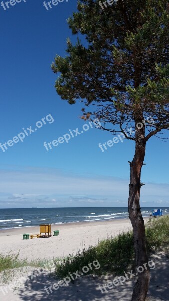 Baltika Beach Lithuania Palanga Pine