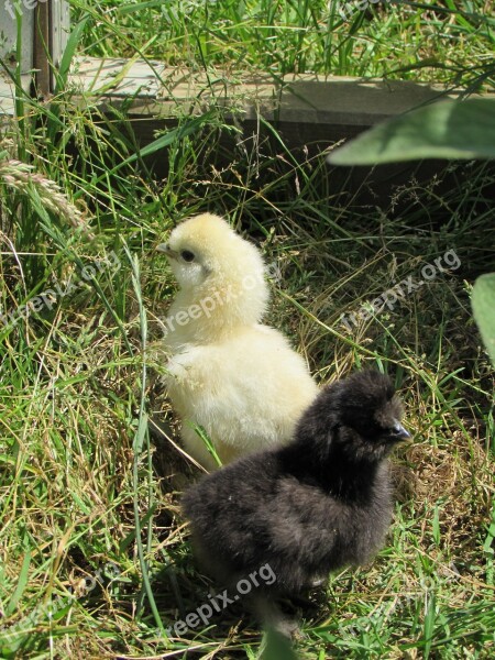 Youngling Chickens Little Farm Chick