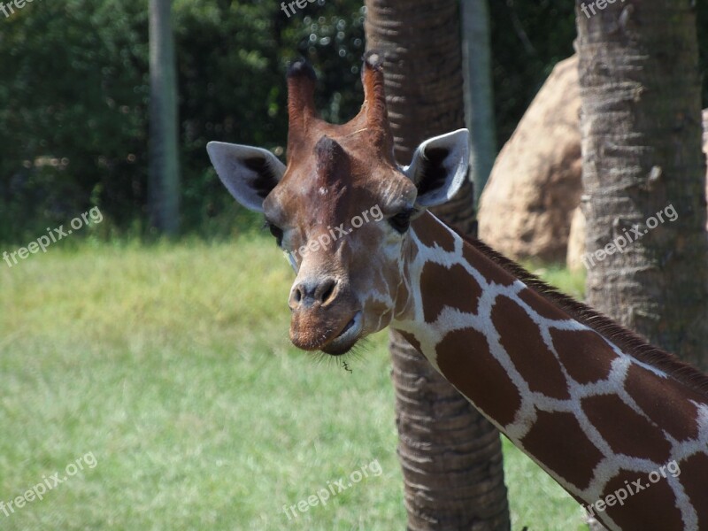 Giraffe Animal Zoo Wildlife Wild