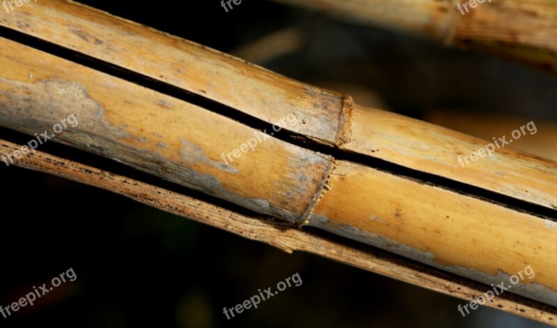 Cane Nature Stems Cylindrical Plants Free Photos