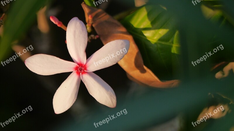 Flower Tropical Plant Singapore Free Photos