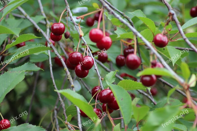 Cherry Tree Cherry Fruit Red Fruits