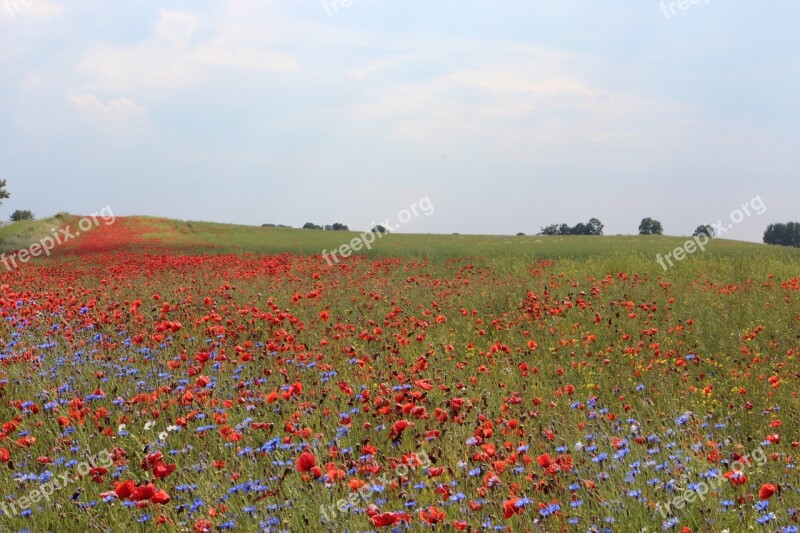 Poppy Cornflowers Nature Pointed Flower Field