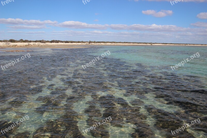 Stromatolites Australia Fossils Bacteria Nature