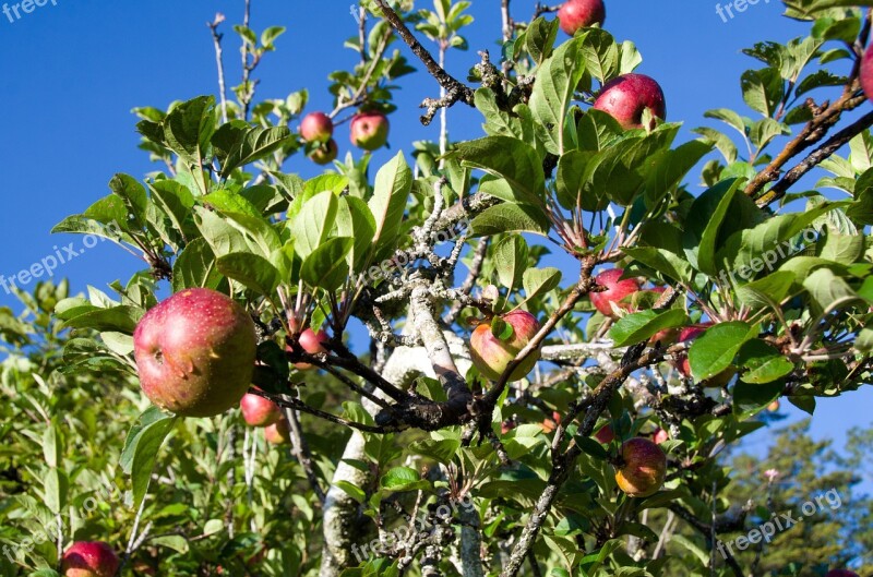 Apple Tree Plant Garden Green