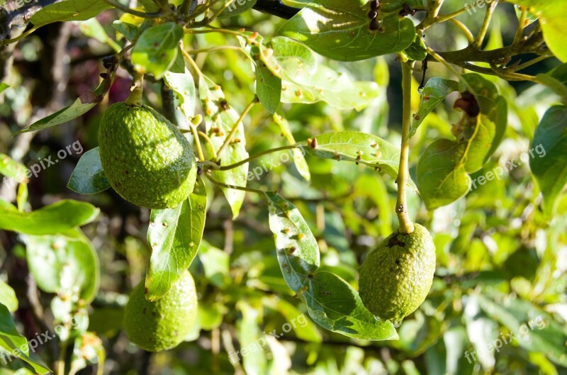 Avocado Fruit Tree Green Plant