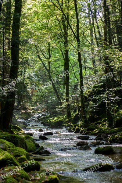 Forest Bach Waterfalls Gerold Sau Plant