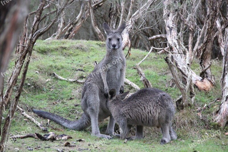 Kangaroos Marsupial Nature Australia Mother