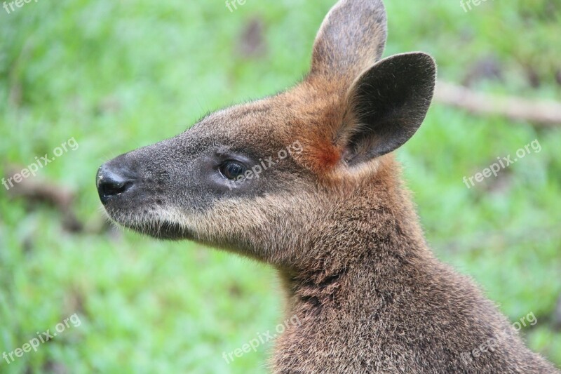 Wallaby Kangaroo Australia Nature Animal