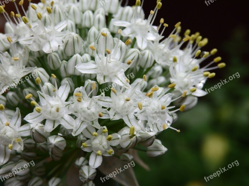 Onion Flower Garden Vegetable Free Photos