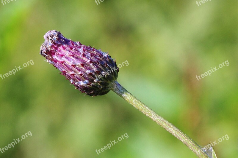 Thistle Flower Bud Thistle Close Up Free Photos