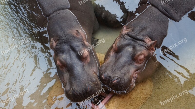 Hippos Animal Water World Animals Water