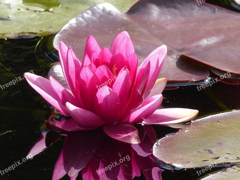 Water Lily Dust Water Leaf Summer