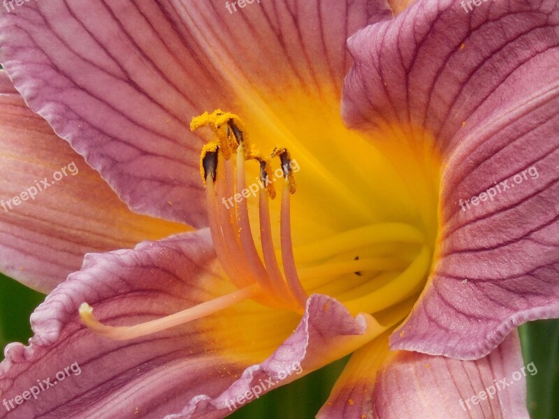 Day Lily Pollen Day Lily Nature