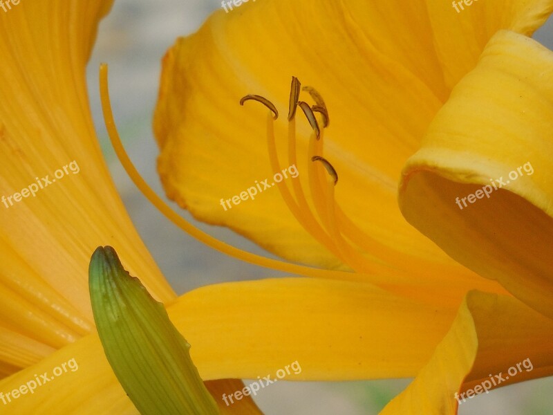 Day Lily Pollen Day Lily Nature