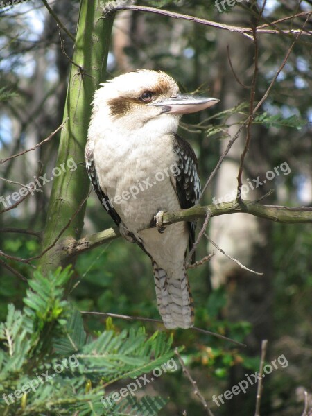 Kookaburra Nature Australia Bird Wildlife