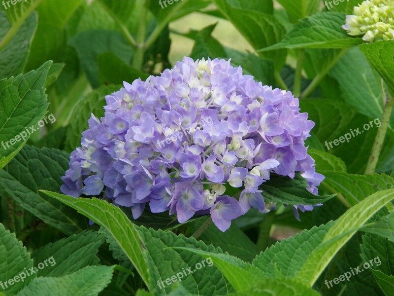 Shrub Hydrangea Plant Flower Garden