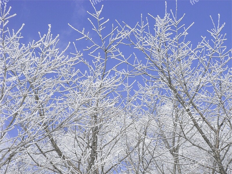 Snow Scene Snow Branches Snow Forest Free Photos