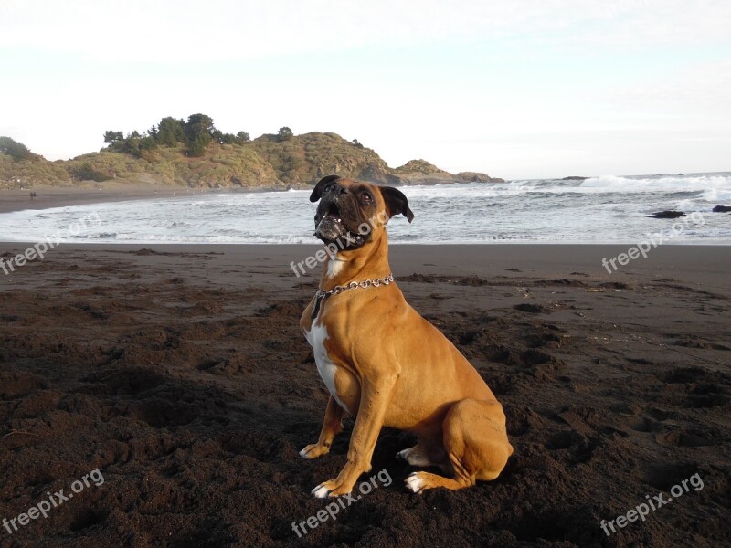 Dog Boxer Beach Free Photos