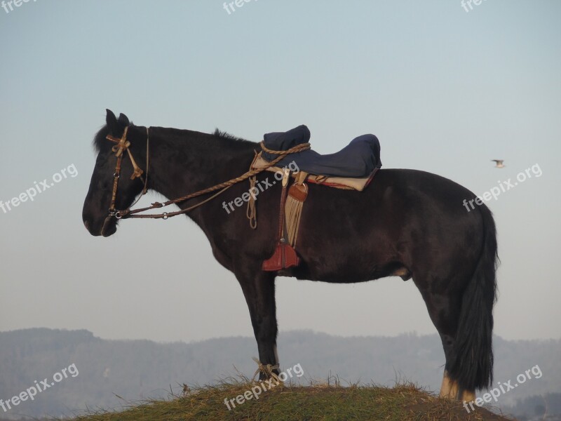 Horse Mount Field Free Photos