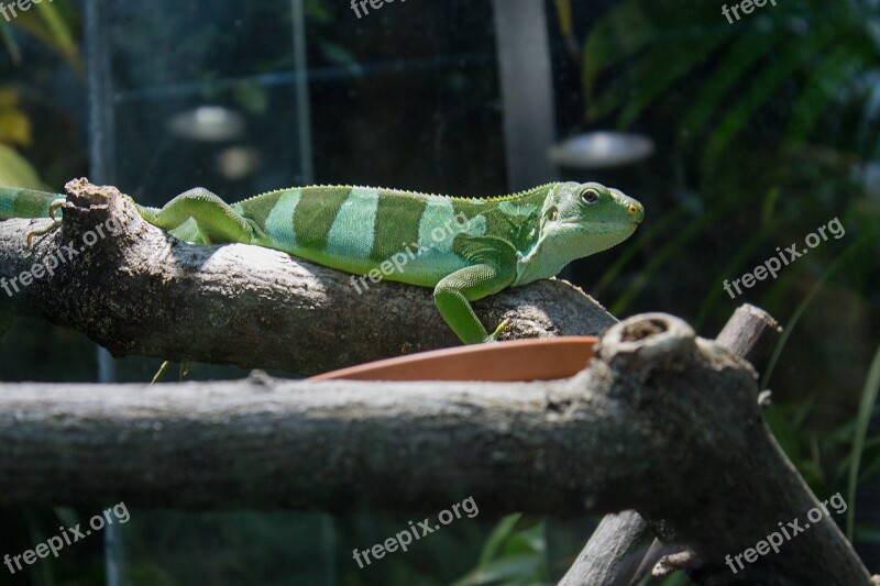 Iguana Banded Fiji Iguana Green Animal Reptile