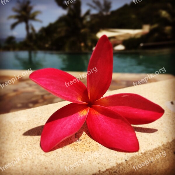 Frangipani Beach Resort Pink Poolside