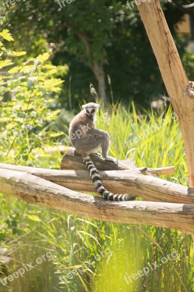 Ring Tailed Lemur Eye Lemur Catta Face Madagascar