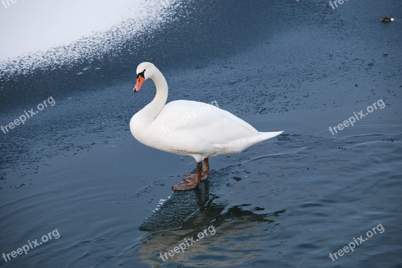 Swan Lake Winter Walking Ice